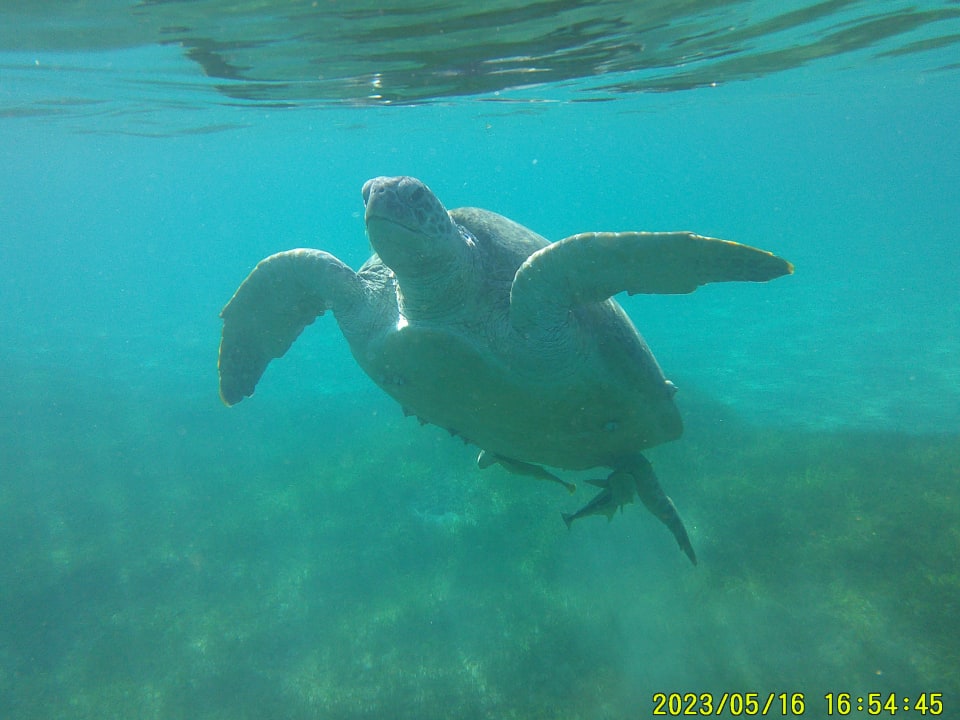 Sport & Freizeit Shams Prestige Abu Soma-Adults Only