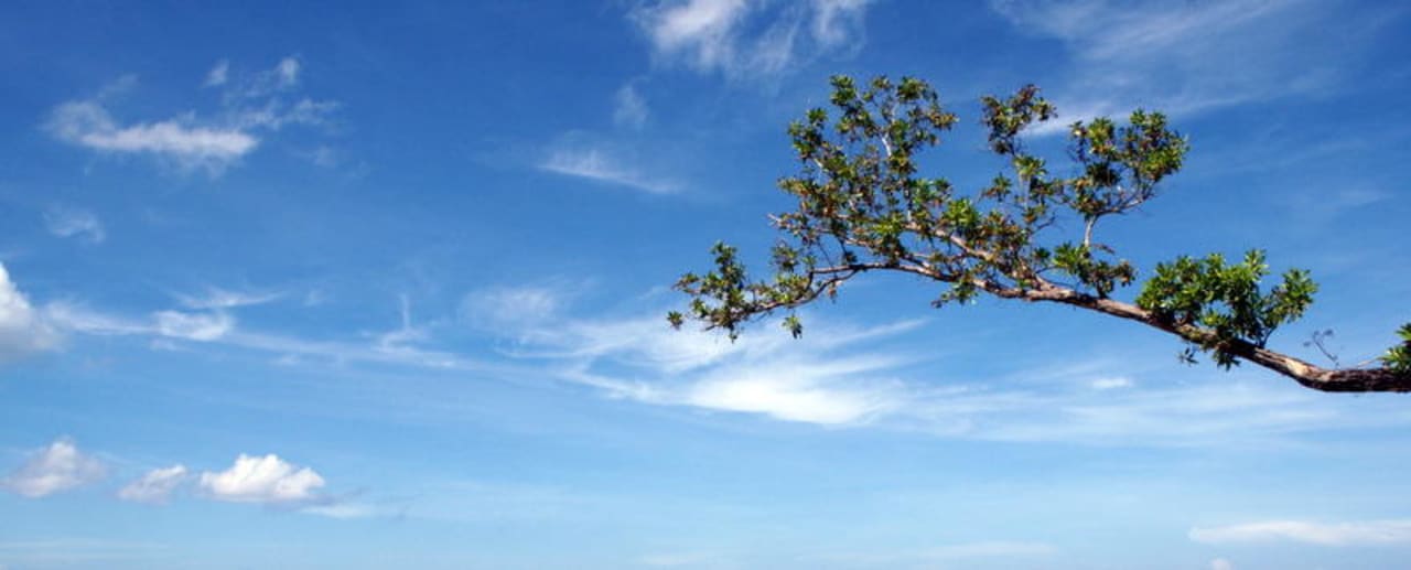 Aki no saltfish Hotel Riu Negril