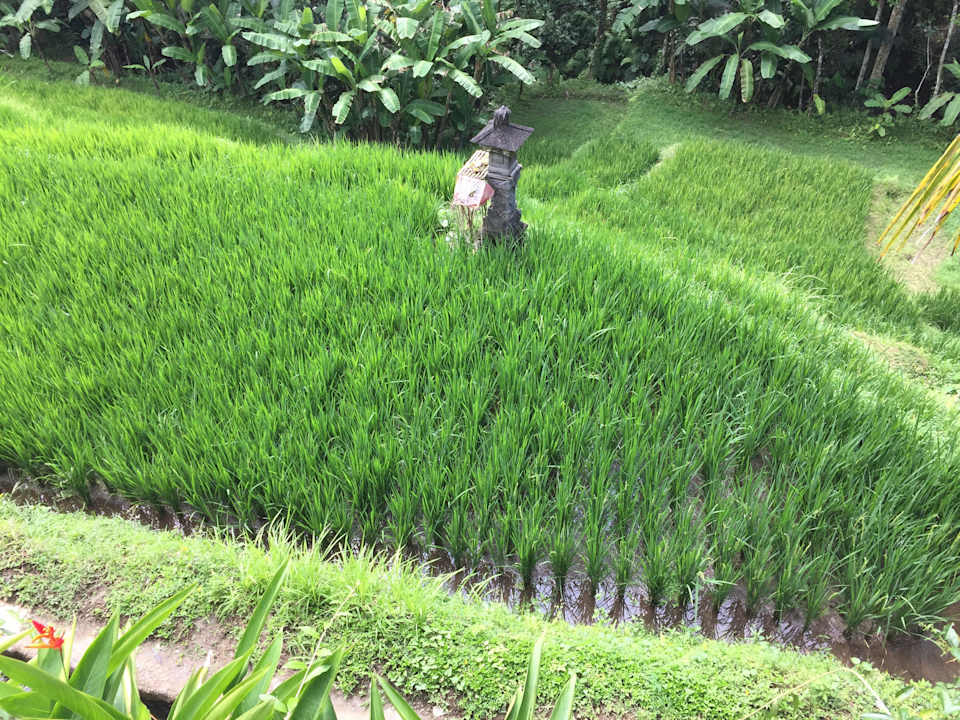 Die Reisfelder direkt neben dem Hotel Puri Sebali Resort