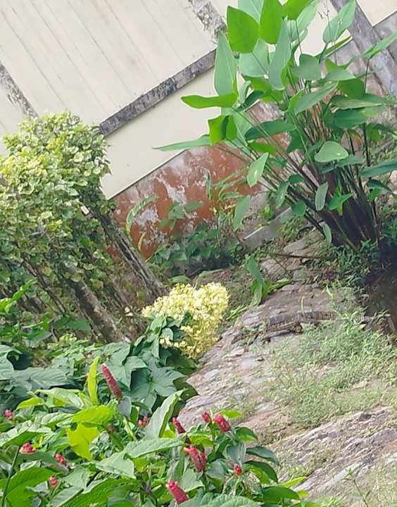 Gartenanlage Moracea by Khao Lak Resort