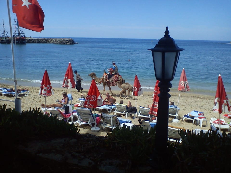 Strand mit Kamel Incekum Su Hotel