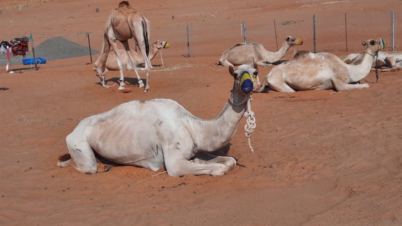 Sonstiges Tented Camp Arabian Oryx Camp