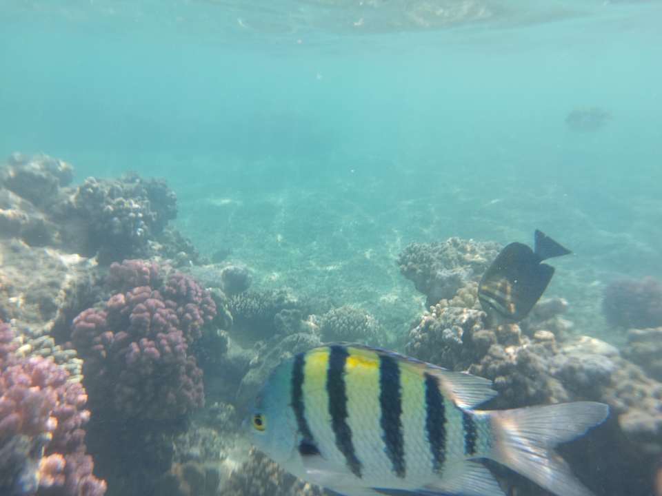 Strand Utopia Beach Club