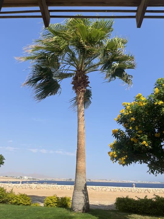 Gartenanlage Sharm Club Beach Resort