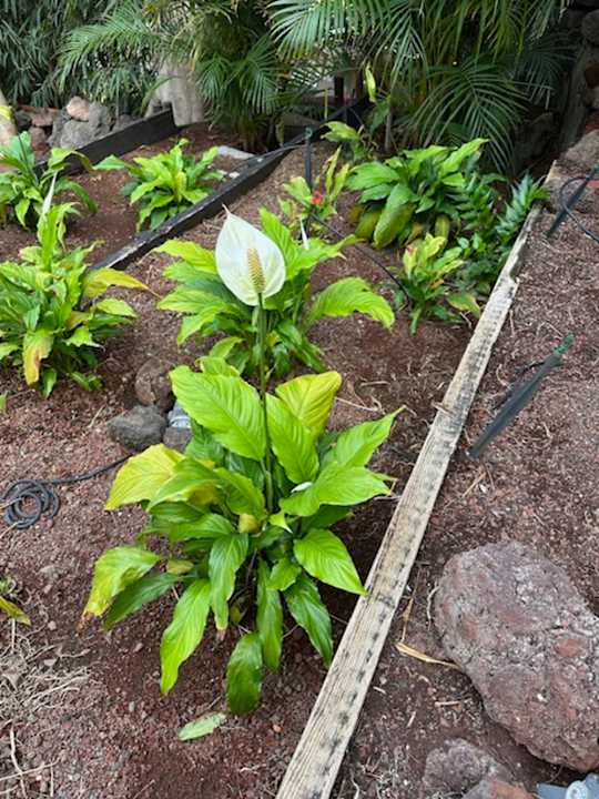 Gartenanlage Hotel Parque Tropical