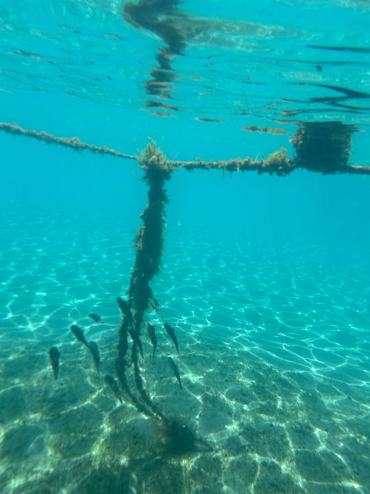 Strand Eagles Paradise Abu Soma