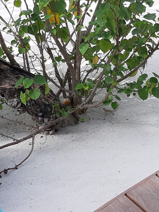 Sonstiges Kuredu Island Resort & Spa