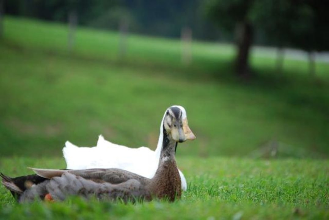 Die Enten geniessen die Ruhe am Brandstätterhof. Brandstätterhof