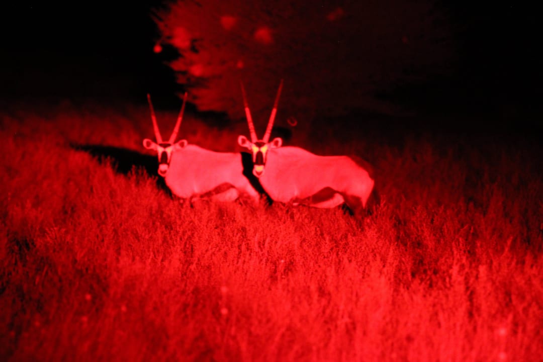 Night Drive at Epacha Reserve Hotel Êpacha Game Lodge & Spa