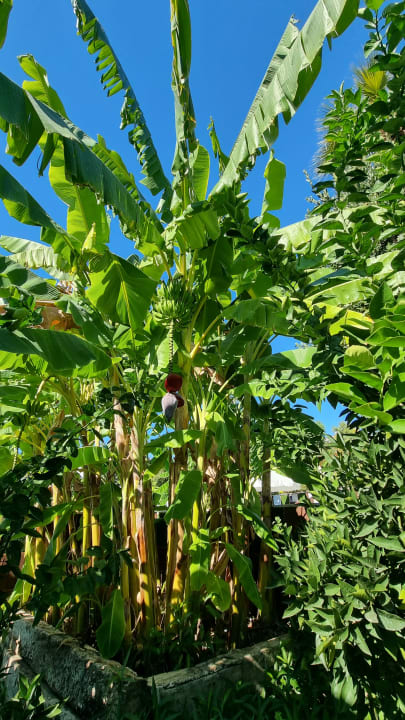 Gartenanlage Side Star Elegance