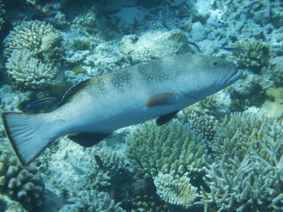 Sport & Freizeit NH Collection Maldives Havodda Resort