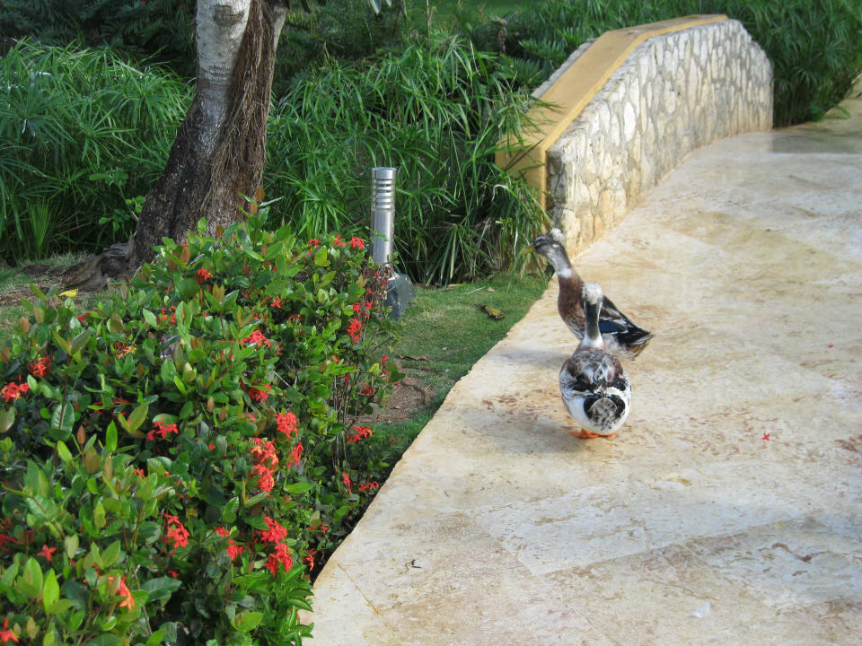 Gartenanlage Hotel Viva Dominicus Beach by Wyndham - All Inclusive Resort