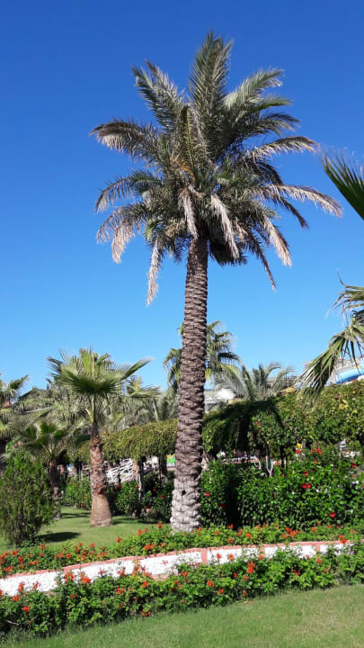 Palmen - Garten Hotel Turan Prince