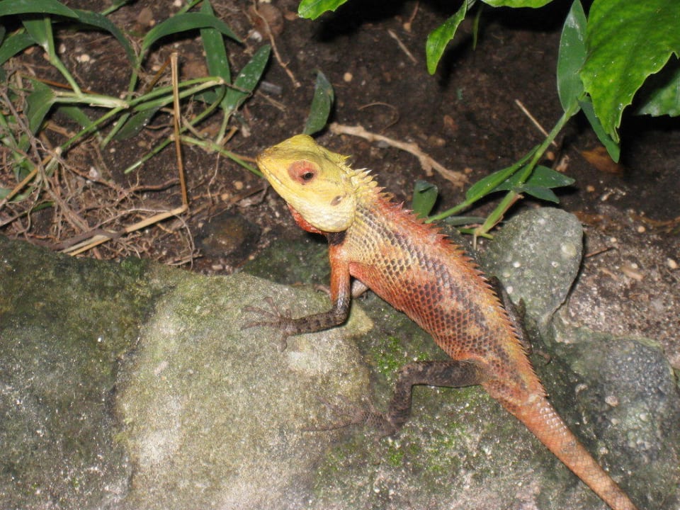 Schönechse Kuramathi Maldives