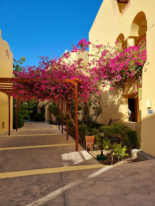 Gartenanlage Steigenberger Coraya Beach - Adults only