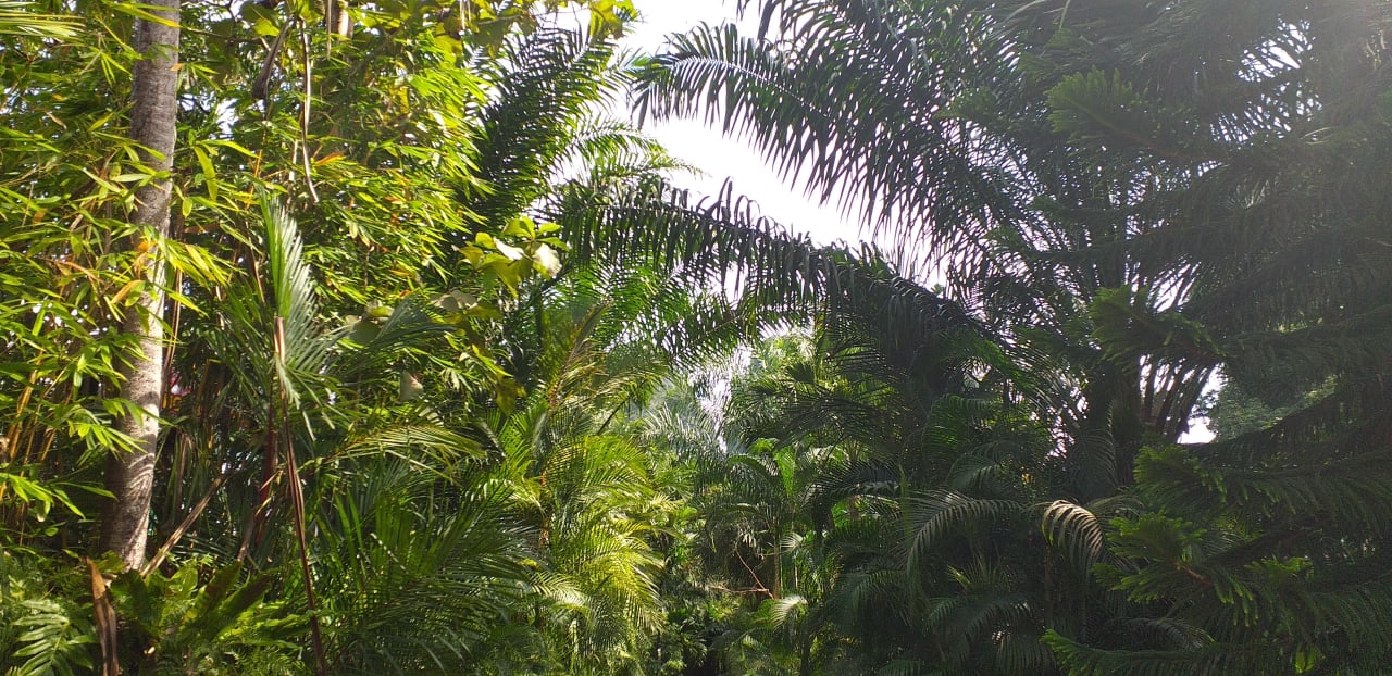 Garten Hotel Khao Sok & Spa