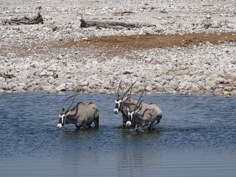 Ausblick Okaukuejo Camp