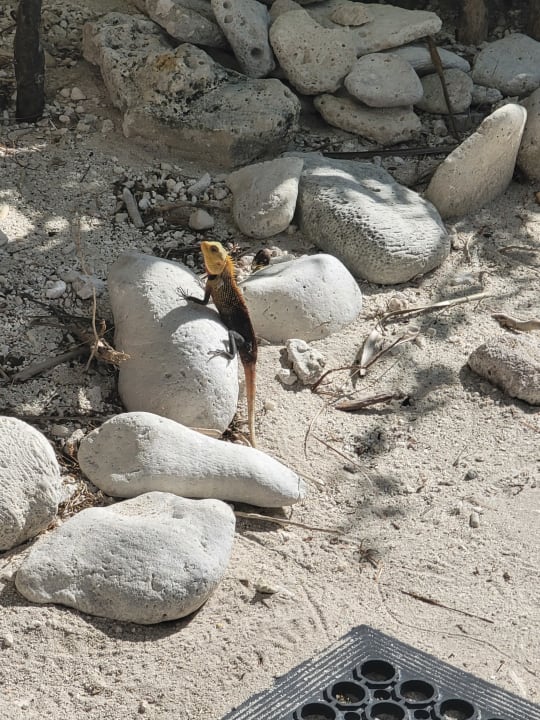 Sonstiges Cinnamon Dhonveli Maldives