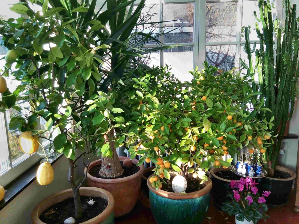 Wintergarten La Roseraie
