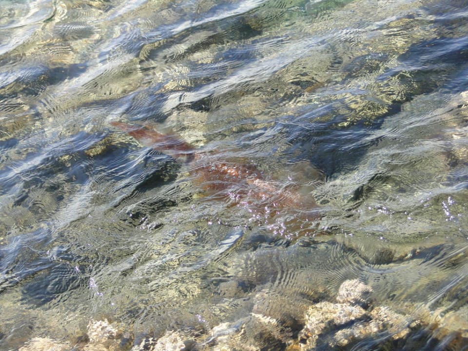 Crystal Springs Beach Hotel Crystal Springs Beach Hotel