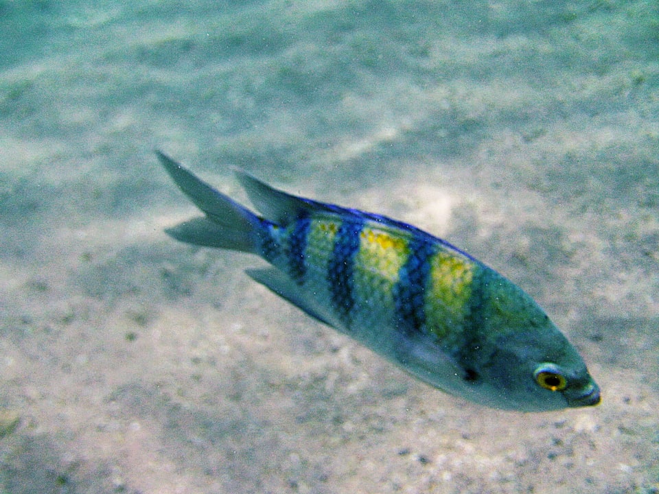 Soldatenfische sind immer neugierig Menaville Safaga