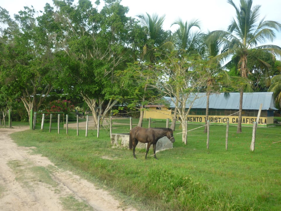Eingangsbereich mit Garten Hostel Hato Cañafístola