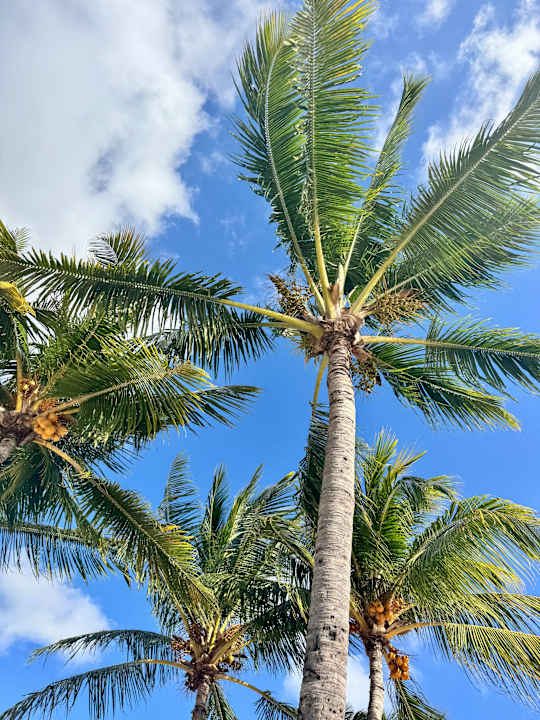 Gartenanlage Le Meridien Ile Maurice