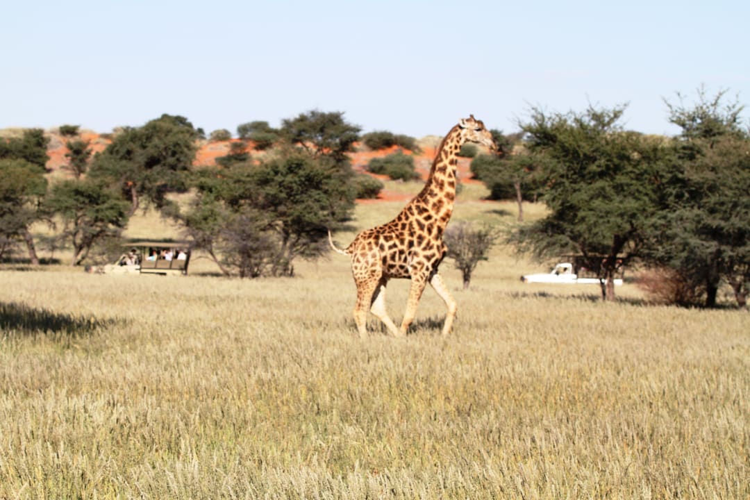 Game Drive Intu Afrika - Zebra Kalahari Lodge