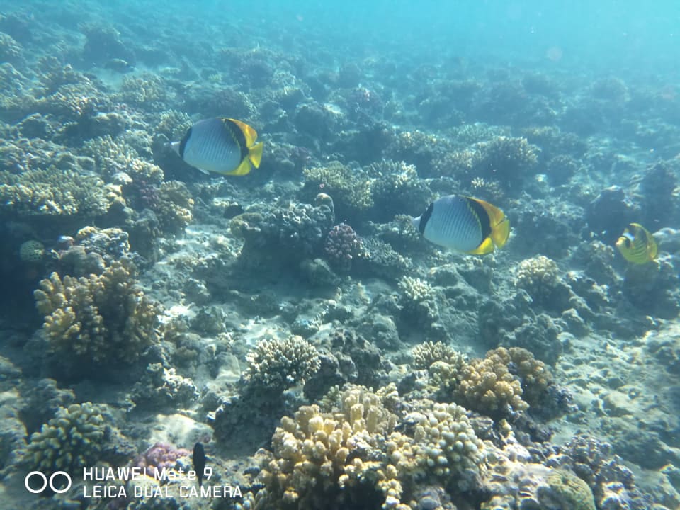 Sport & Freizeit Jaz Makadi Oasis Resort