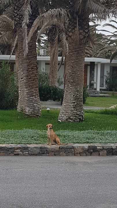 Gartenanlage Civitel Creta Beach