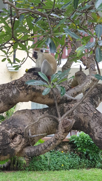 Gartenanlage Bahari Beach Hotel