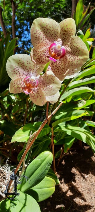 Gartenanlage allsun Hotel Lucana