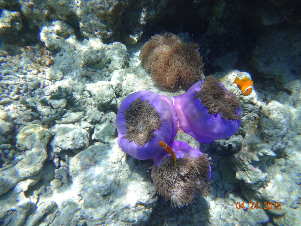 Clownfische Vilamendhoo Island Resort & Spa