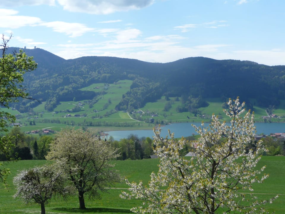 Die Obstbäume blühen! Familienferienhof Stabauer