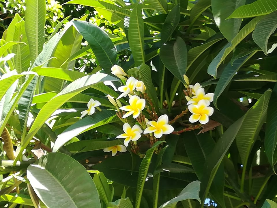 Gartenanlage Arkasa Bay Hotel