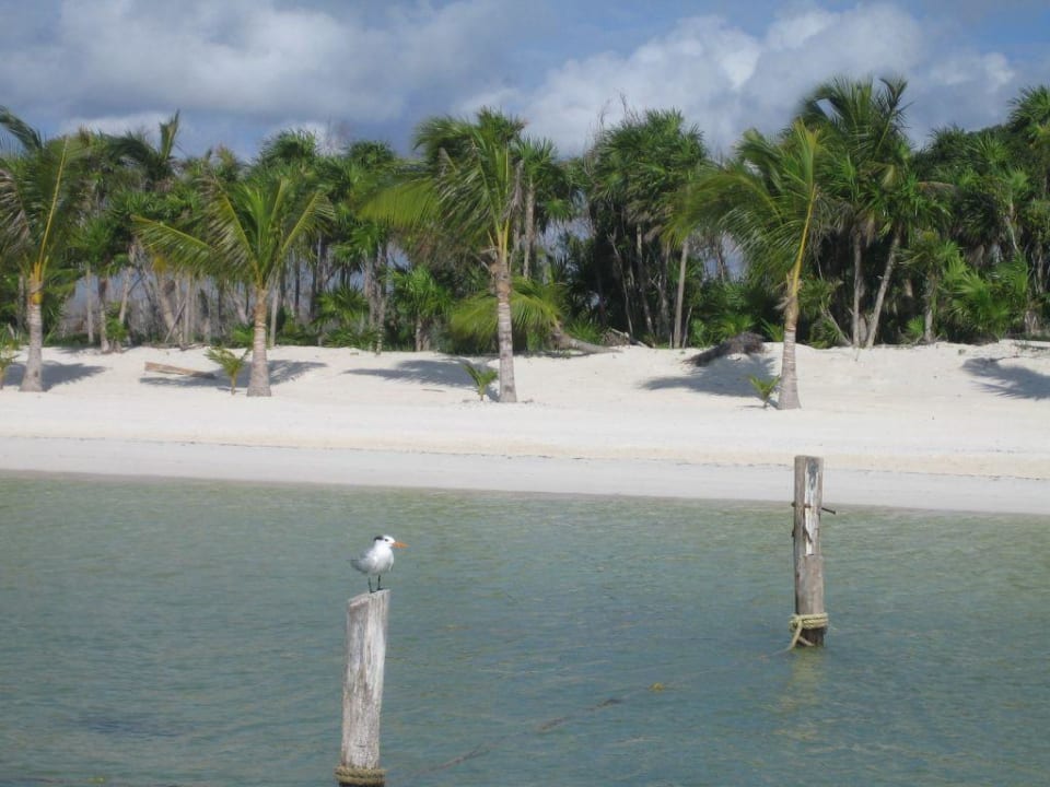 Strand rechts vom IB Lindo Iberostar Selection Paraiso Lindo