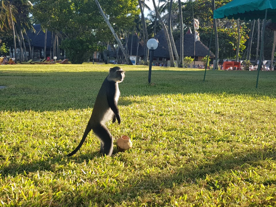 Gartenanlage Neptune Paradise Beach Resort & Spa