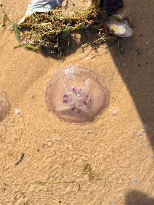 Strand Steigenberger ALDAU Beach Hotel