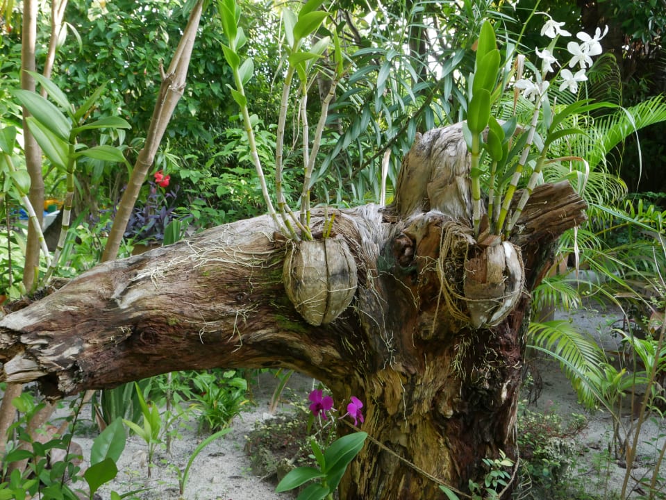 Gartenanlage Thulhagiri Island Resort