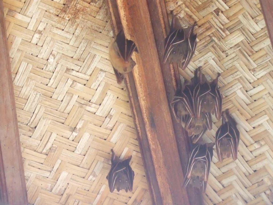 Clubzimmer Puri Santrian