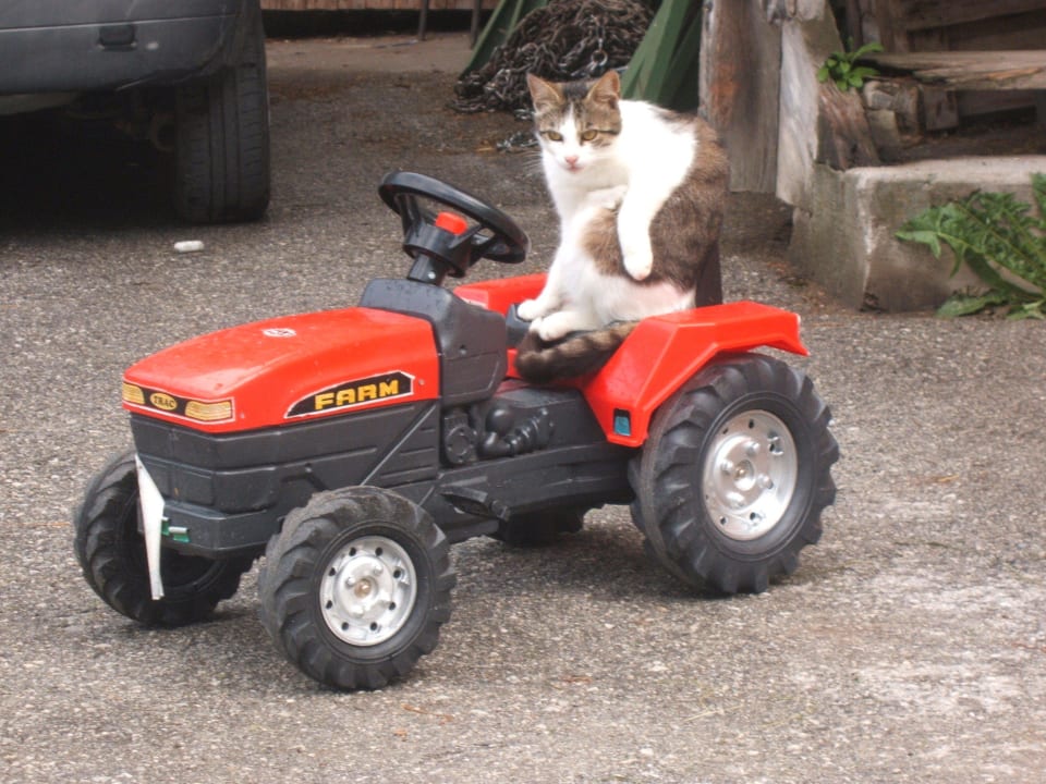 Katze Bauernhof Vorderoberlehen