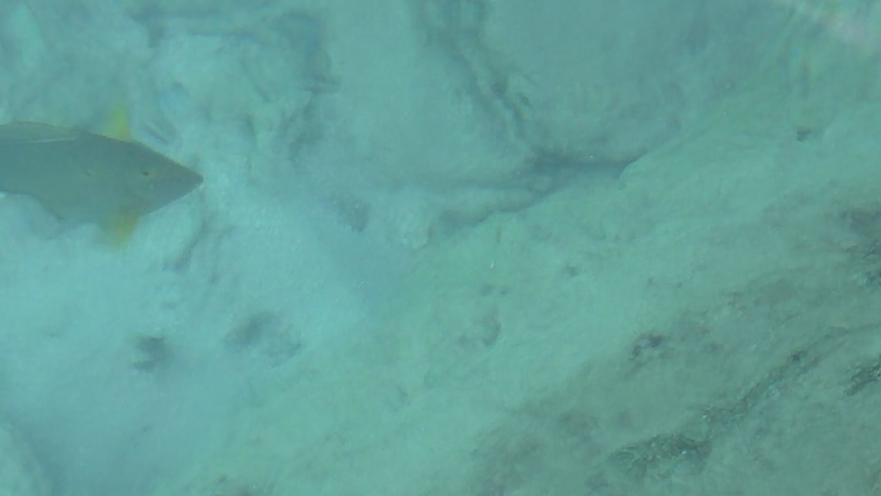 Fisch beim Wasserbungi Thulhagiri Island Resort