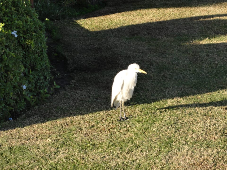 Besucher Shams Prestige Abu Soma-Adults Only