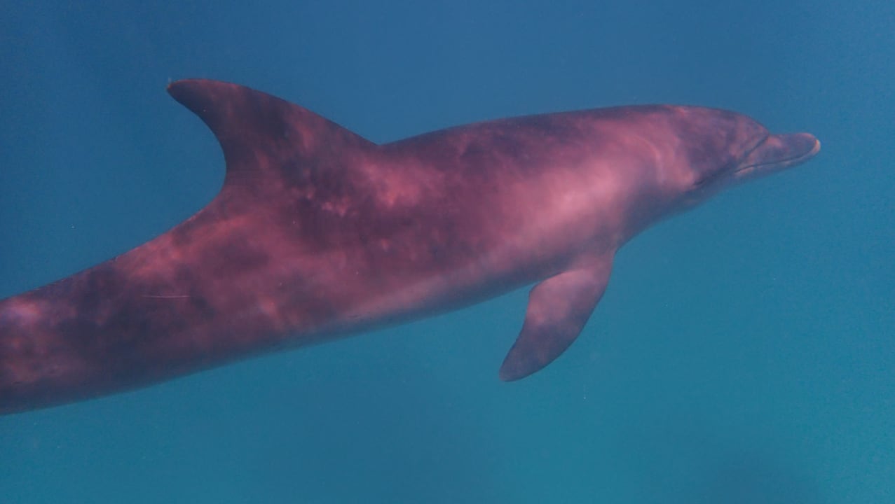 Strand Stella Beach Resort & Spa Makadi Bay