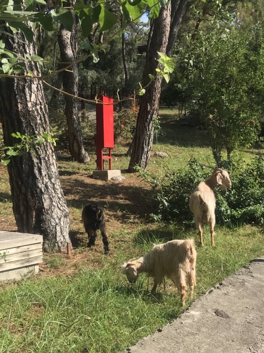 Gartenanlage TUI BLUE Seno - Adults Only