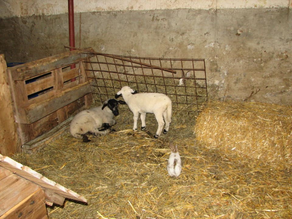 Im Stall Bauernhof Liendl