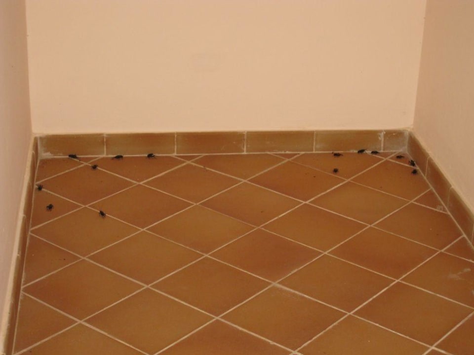 Grillen im Flur Hotel Riu Karamboa