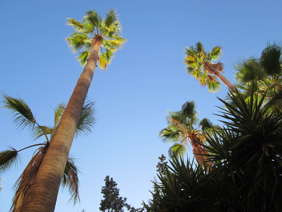Palmen die man sieht, wenn man draußen isst Valentin Somni Hotel & Suites