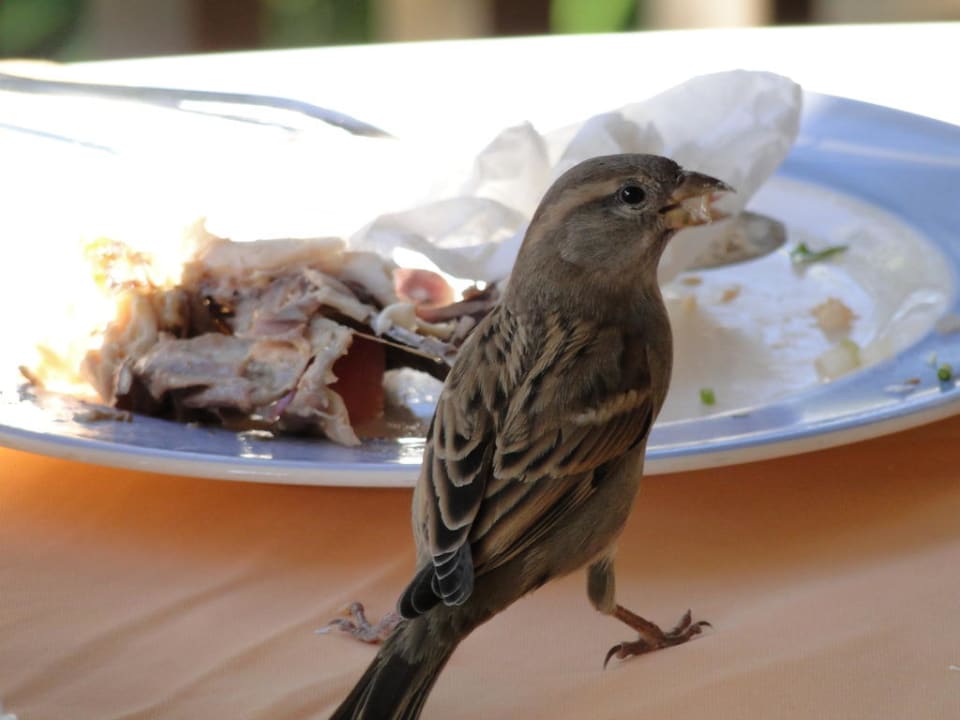 Der Kellner wartete bis ich fotografiert hatte. Sunis Kumköy Beach Resort Hotel & Spa