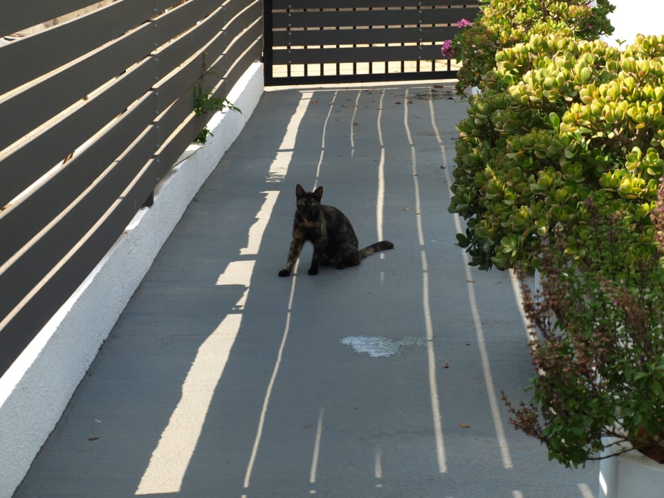 Sonstiges Hotel Malia Holidays